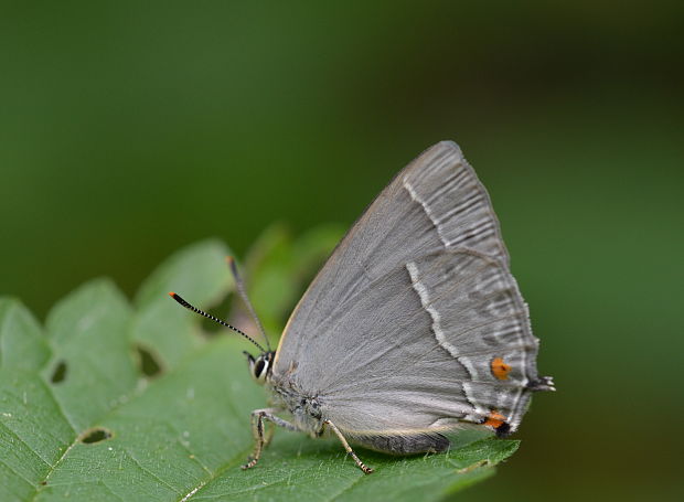 ostrôžkár dubový Neozephyrus quercus