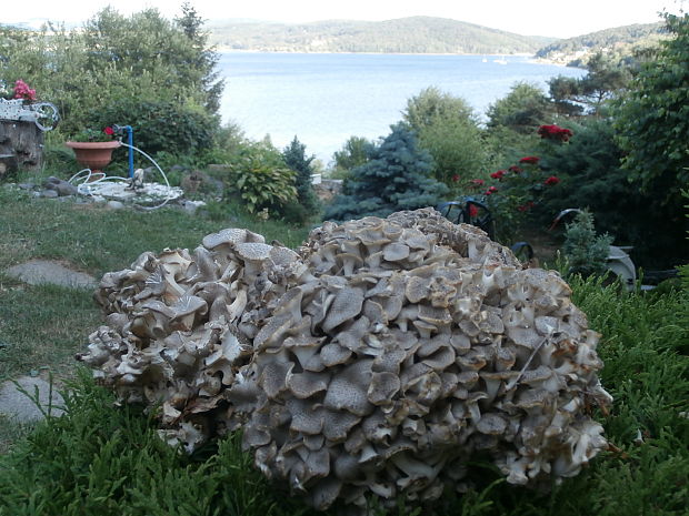 trúdnik klobúčkatý Polyporus umbellatus (Pers.) Fr.