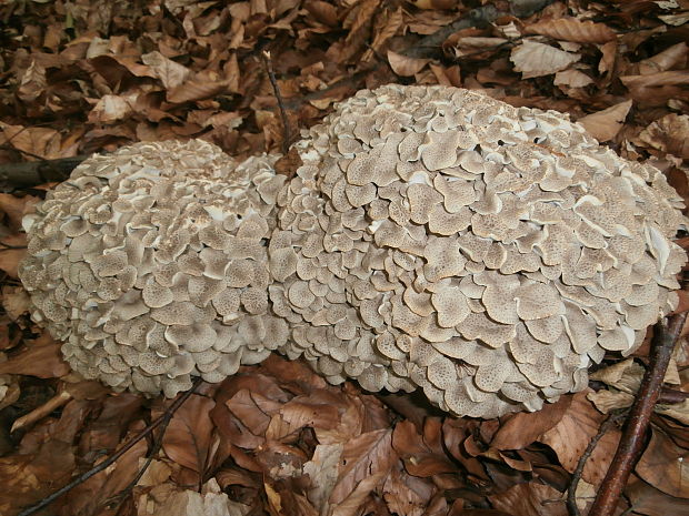 trúdnik klobúčkatý Polyporus umbellatus (Pers.) Fr.