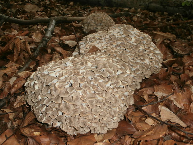 trúdnik klobúčkatý Polyporus umbellatus (Pers.) Fr.