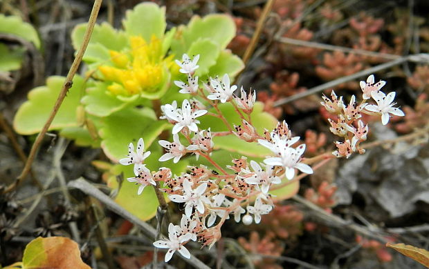 rozchodník biely Sedum album L.