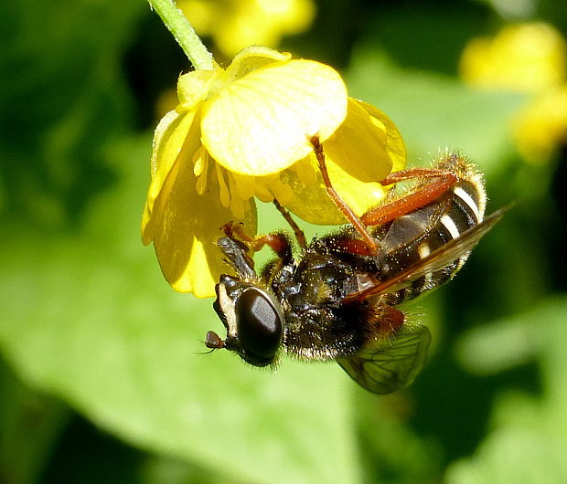 pestrica Sericomyia lappona L. 1758