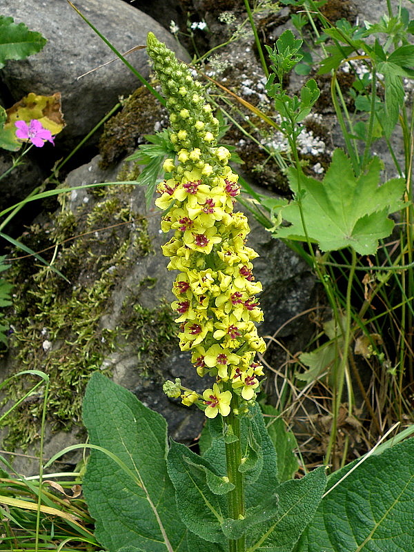 divozel čierny Verbascum nigrum L.