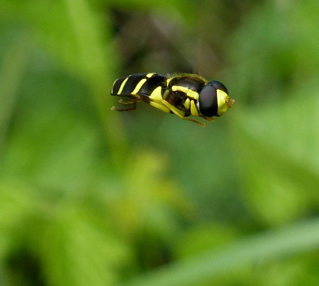 pestrica Xanthogramma pedissequum Harris, 1776