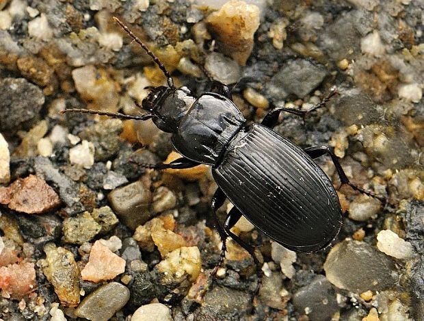 utekáčik Abax parallelus