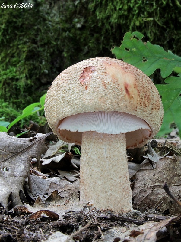 muchotrávka červenkastá Amanita rubescens Pers.