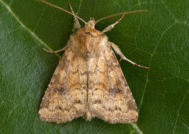 sivkavec pľúcnikový Atypha pulmonaris