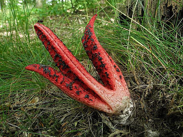 mrežovka kvetovitá Clathrus archeri (Berk.) Dring