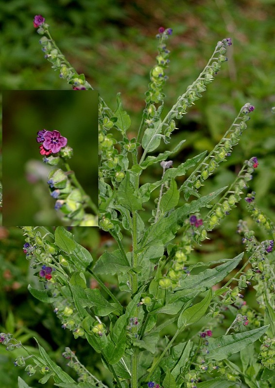 psojazyk uhorský Cynoglossum hungaricum Simonk.