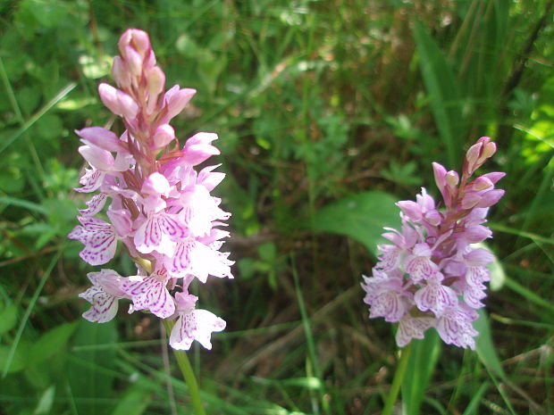 vstavačovec škvrnitý pravý Dactylorhiza maculata subsp. maculata (L.) Soó