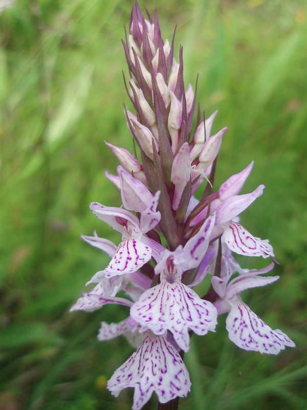 vstavačovec škvrnitý pravý Dactylorhiza maculata subsp. maculata (L.) Soó