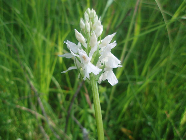 vstavačovec škvrnitý sedmohradský Dactylorhiza maculata subsp. transsilvanica (Schur) Soó