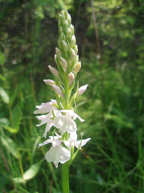 vstavačovec škvrnitý sedmohradský Dactylorhiza maculata subsp. transsilvanica (Schur) Soó