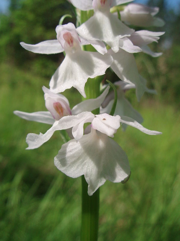 vstavačovec škvrnitý sedmohradský Dactylorhiza maculata subsp. transsilvanica (Schur) Soó