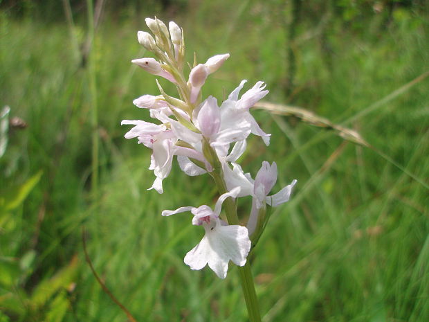 vstavačovec škvrnitý sedmohradský Dactylorhiza maculata subsp. transsilvanica (Schur) Soó