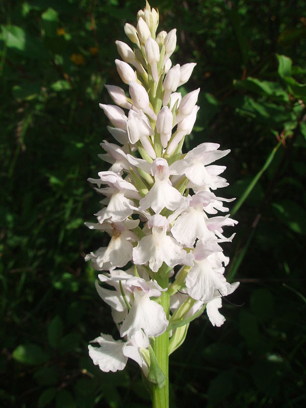 vstavačovec škvrnitý sedmohradský Dactylorhiza maculata subsp. transsilvanica (Schur) Soó