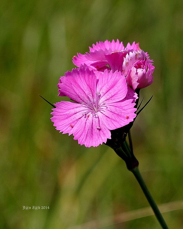 klinček kartuziánsky Dianthus carthusianorum L.