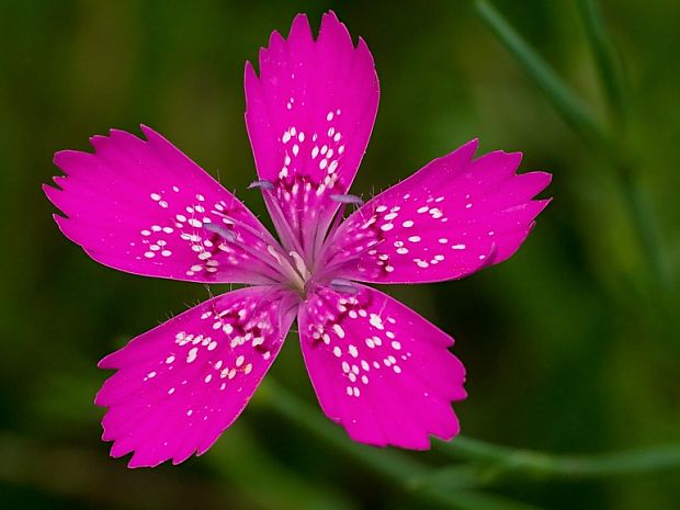 klinček slzičkový Dianthus deltoides L.