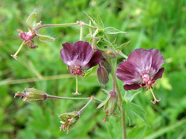 pakost hnedočervený Geranium phaeum L.