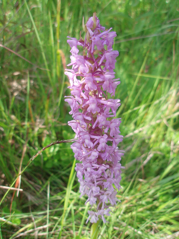 päťprstnica obyčajná Gymnadenia conopsea (L.) R. Br.