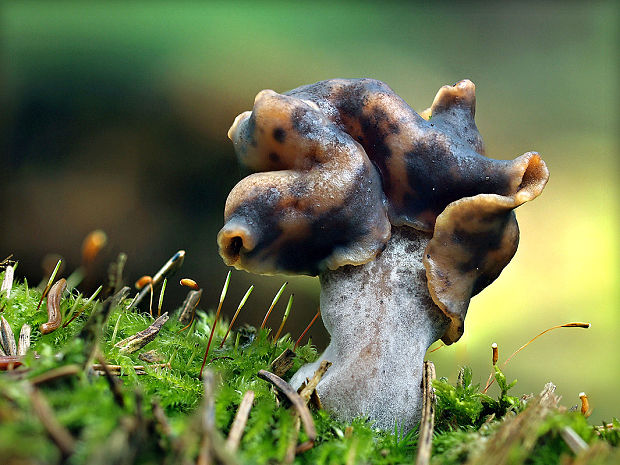 ušiak mitrovitý Gyromitra infula (Schaeff.) Quél.