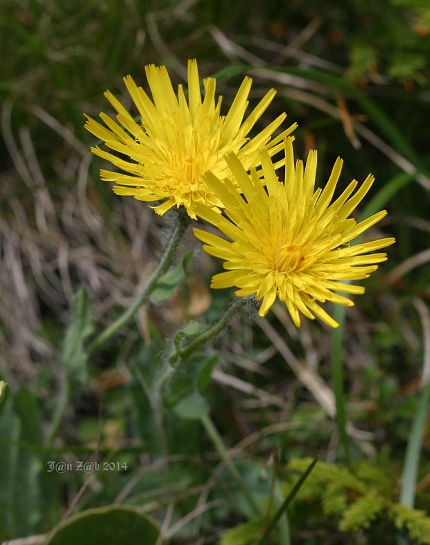 jastrabník huňatý Hieracium villosum Jacq.