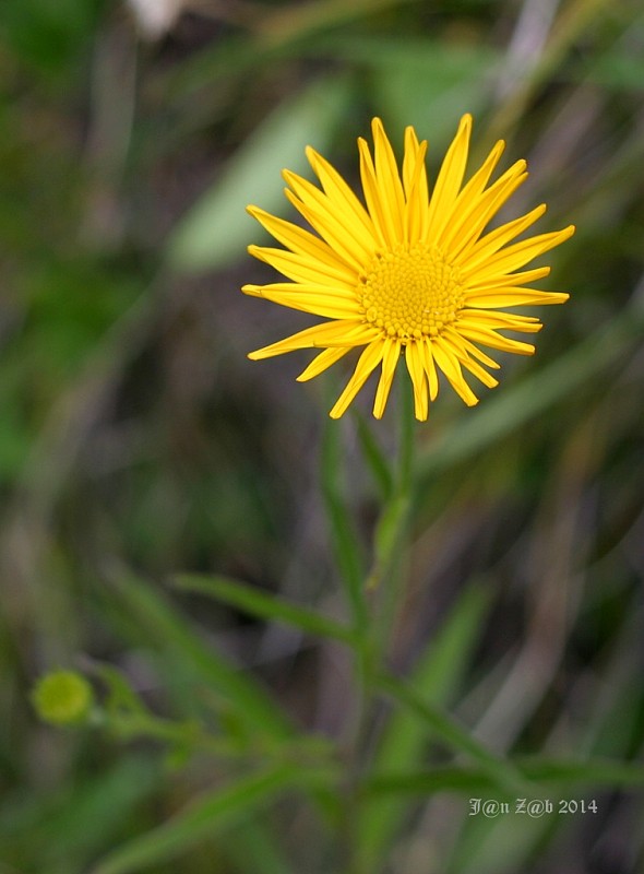 oman mečolistý Inula ensifolia L.