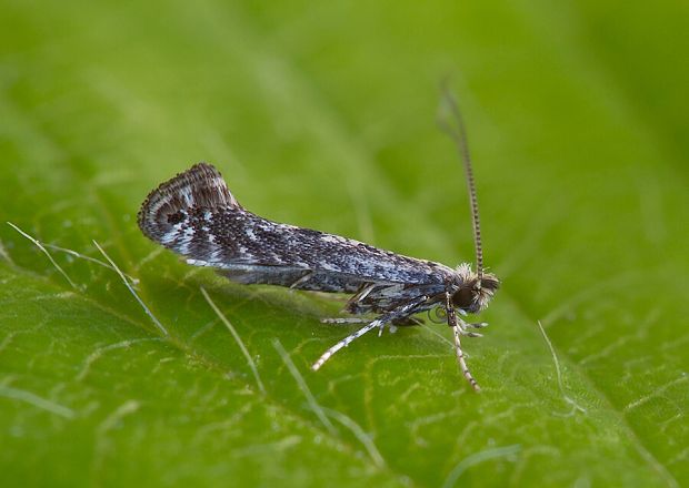 psotka krovinová Parornix torquillella