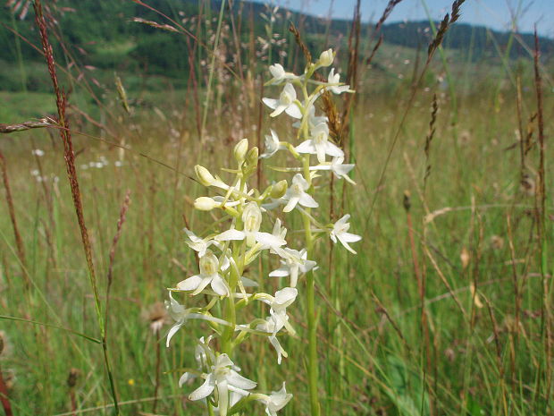 vemenník dvojlistý Platanthera bifolia (L.) Rich.