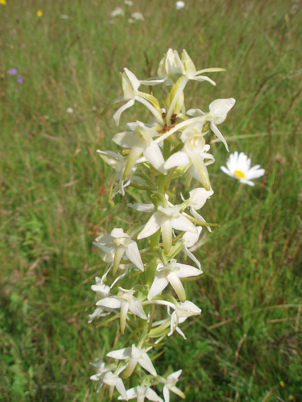 vemenník dvojlistý Platanthera bifolia (L.) Rich.