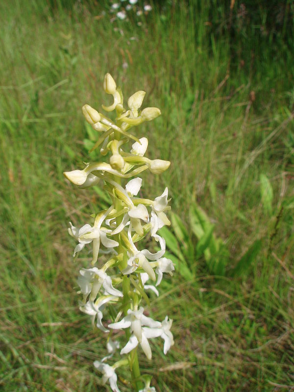 vemenník dvojlistý Platanthera bifolia (L.) Rich.