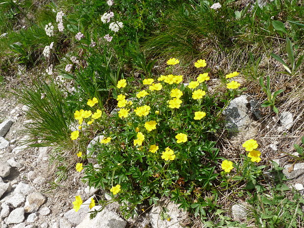 nátržník zlatý Potentilla aurea L.