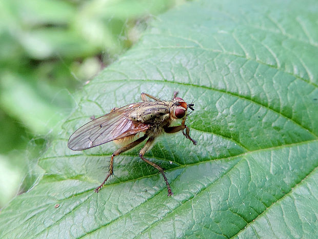 lajniarka / výkalnice ♂ Scatophaga lutaria Fabricius, 1794