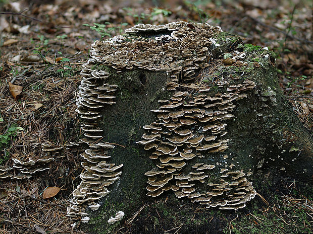 trúdnikovec pestrý Trametes versicolor (L.) Lloyd