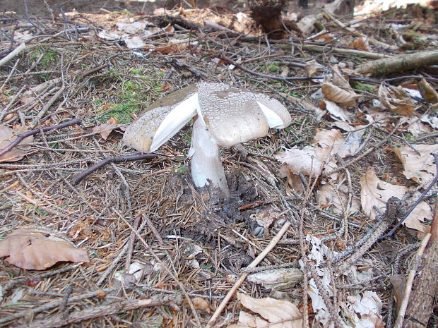 muchotrávka červenkastá Amanita rubescens Pers.