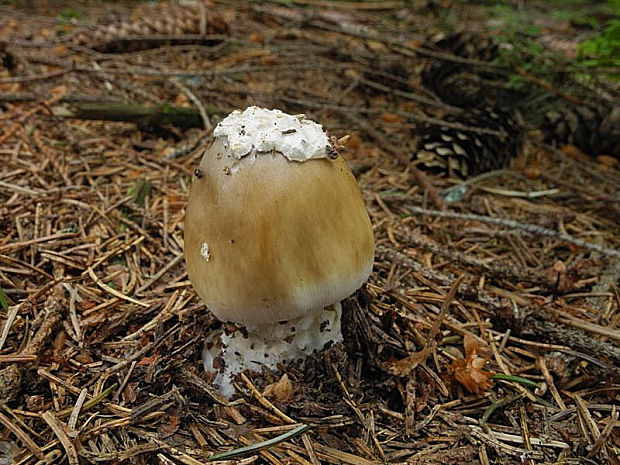 muchotrávka pošvatá Amanita vaginata (Bull.) Lam.