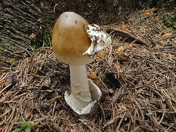 muchotrávka pošvatá Amanita vaginata (Bull.) Lam.