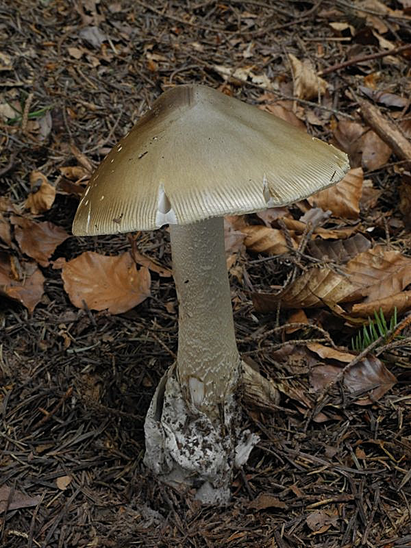 muchotrávka pošvatá Amanita vaginata (Bull.) Lam.