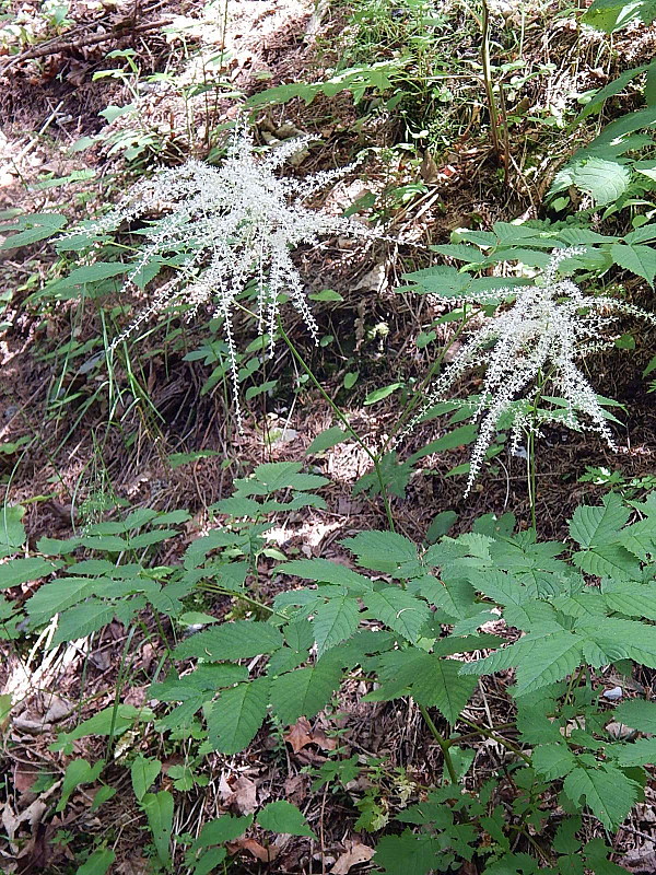 udatník lesný Aruncus vulgaris Raf.