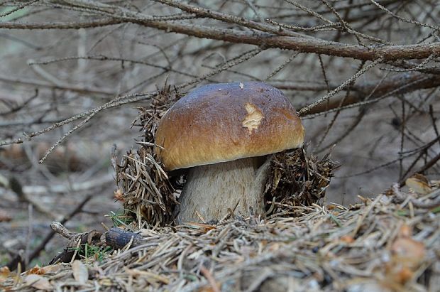 hríb smrekový Boletus edulis Bull.