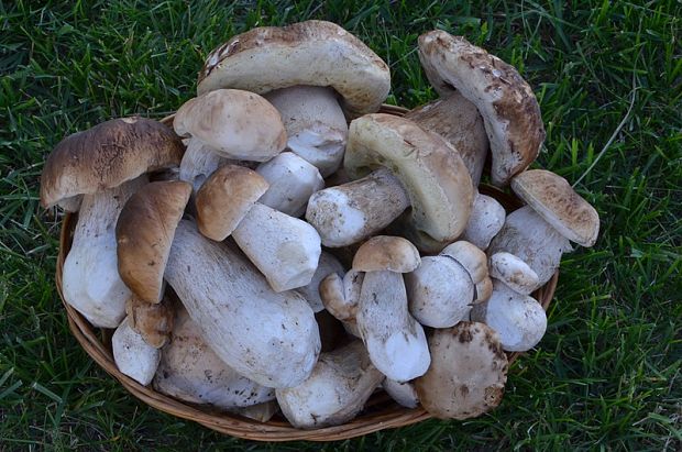 hríb smrekový Boletus edulis Bull.