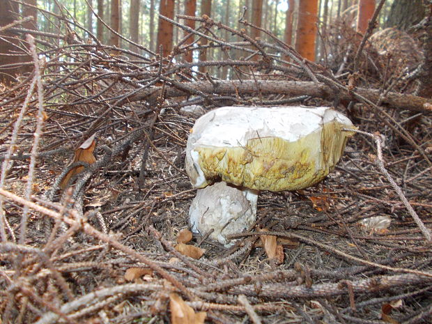 hríb smrekový Boletus edulis Bull.