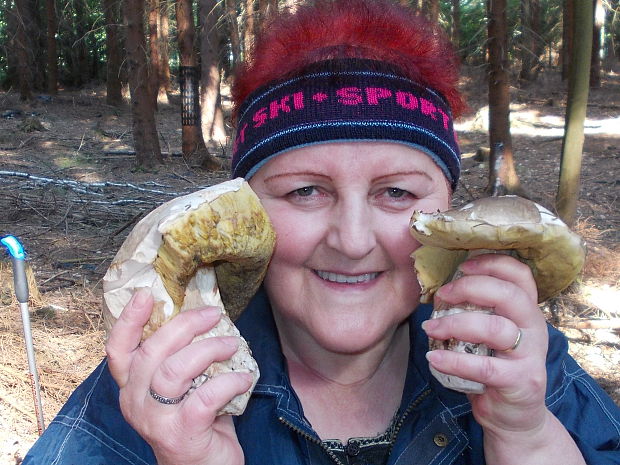 hríb smrekový Boletus edulis Bull.