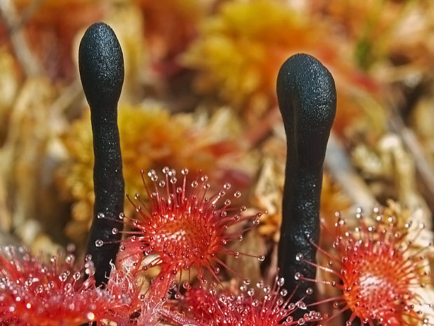 jazýček Geoglossum glabrum Pers.