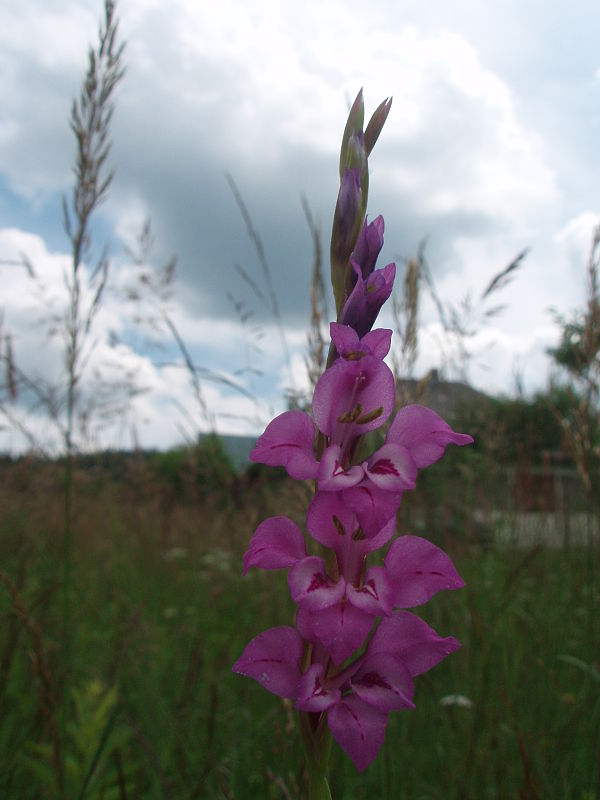 mečík škridlicovitý Gladiolus imbricatus L.