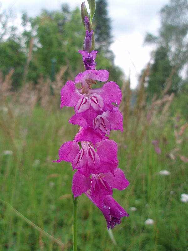 mečík škridlicovitý Gladiolus imbricatus L.