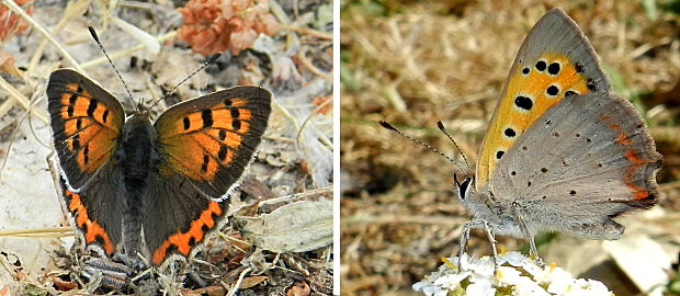 ohniváčik čiernokrídly Lycaena phlaeas