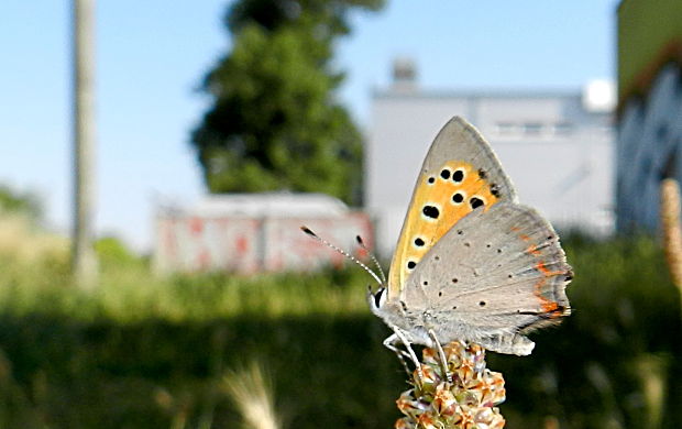 ohniváčik čiernokrídly  Lycaena phlaeas