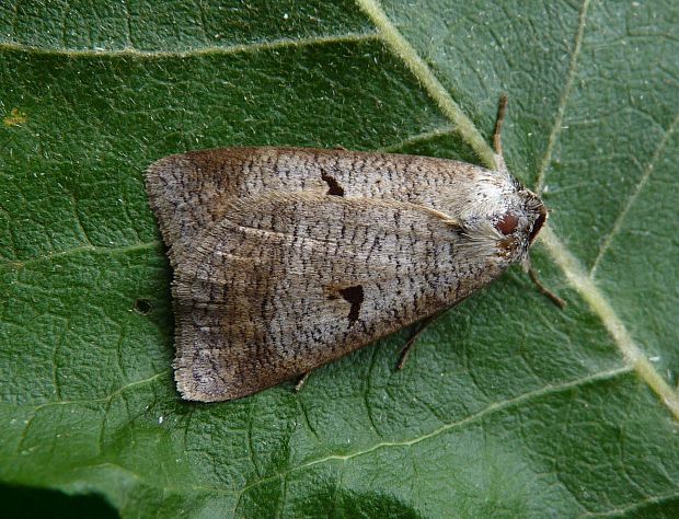 morica kozincová Lygephila pastinum