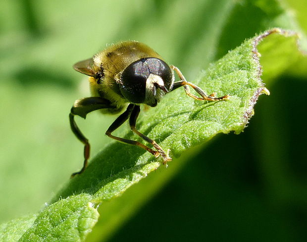 pestrica ♂ Merodon avidus Rossi, 1790